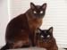 Kahlua and Teaka